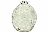 Fossil Whale Caudal Vertebra - Yorktown Formation #362063-3
